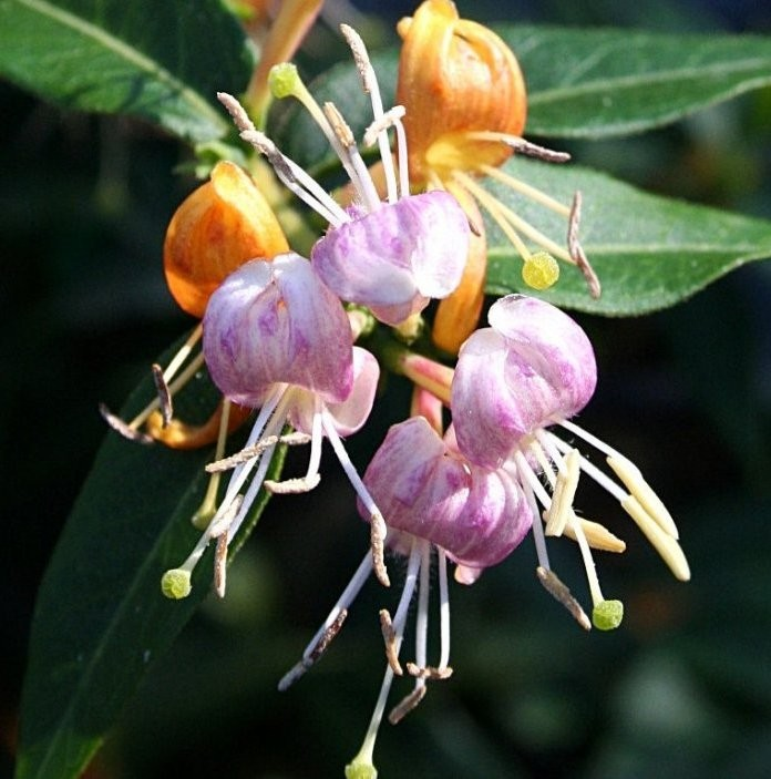 Lonicera 'Candy Swirl'