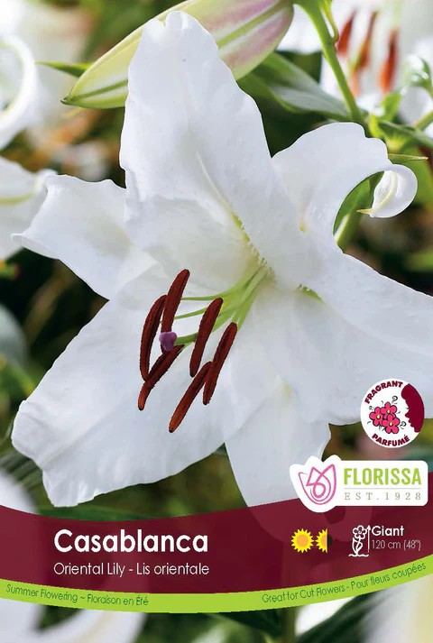 Lilium oriental 'Casablanca'