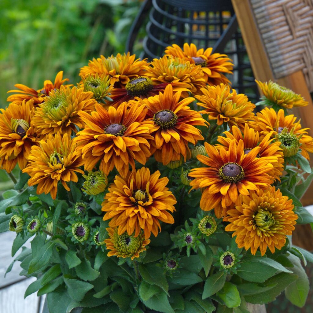 Rudbeckia sunbeckia 'Caramel'
