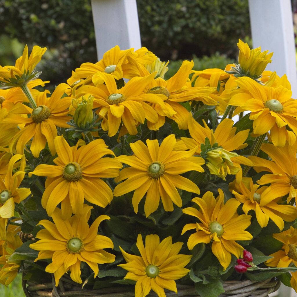 Rudbeckia sunbeckia 'Juliana'