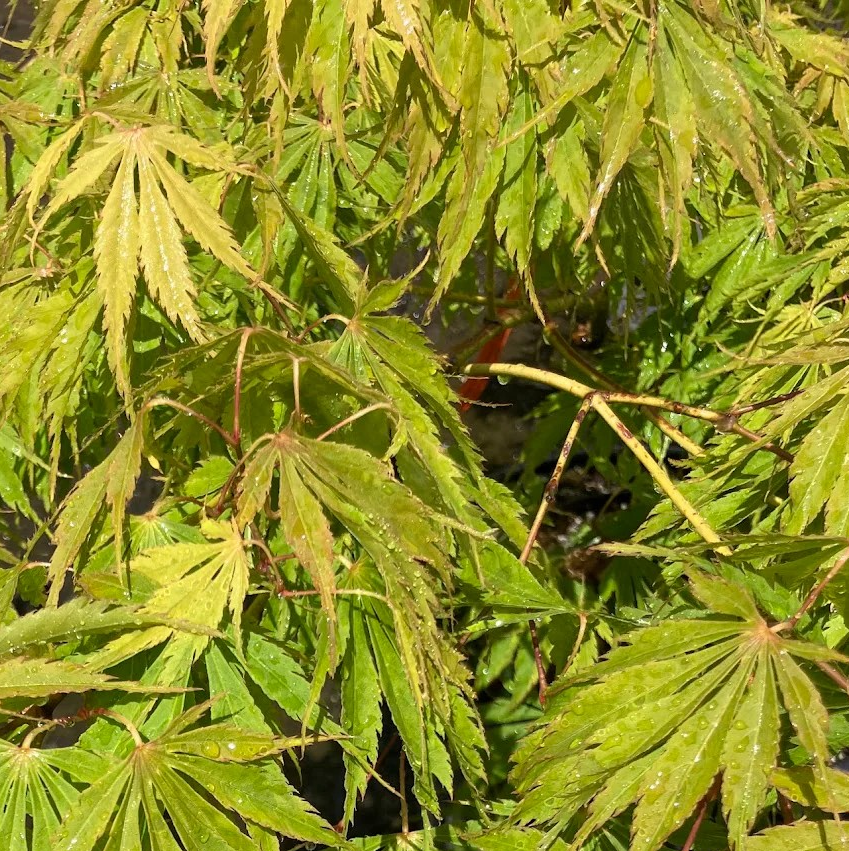Acer palmatum 'Fascination'