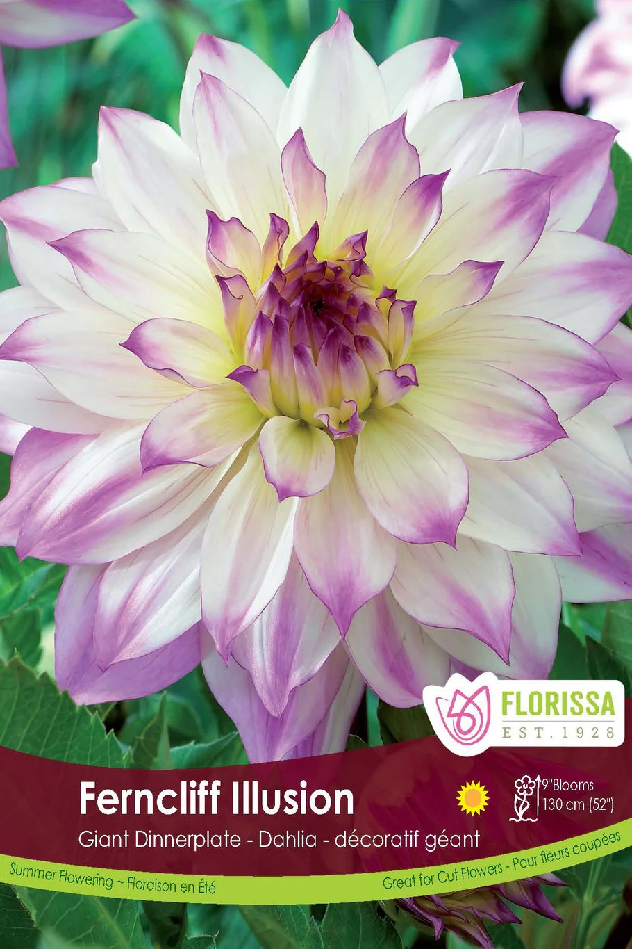 Dahlia Dinnerplate - Ferncliff llusion