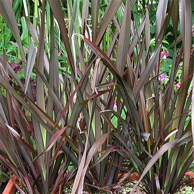 Phormium tenax 'Mat's Merlot'