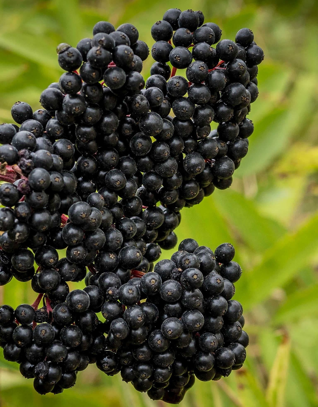 Sambucus canadensis 'Bob Gordon'