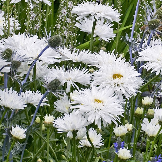 Leucanthemum x superbum 'Snowdrift'