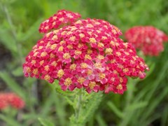 Achillea 'Paprika'