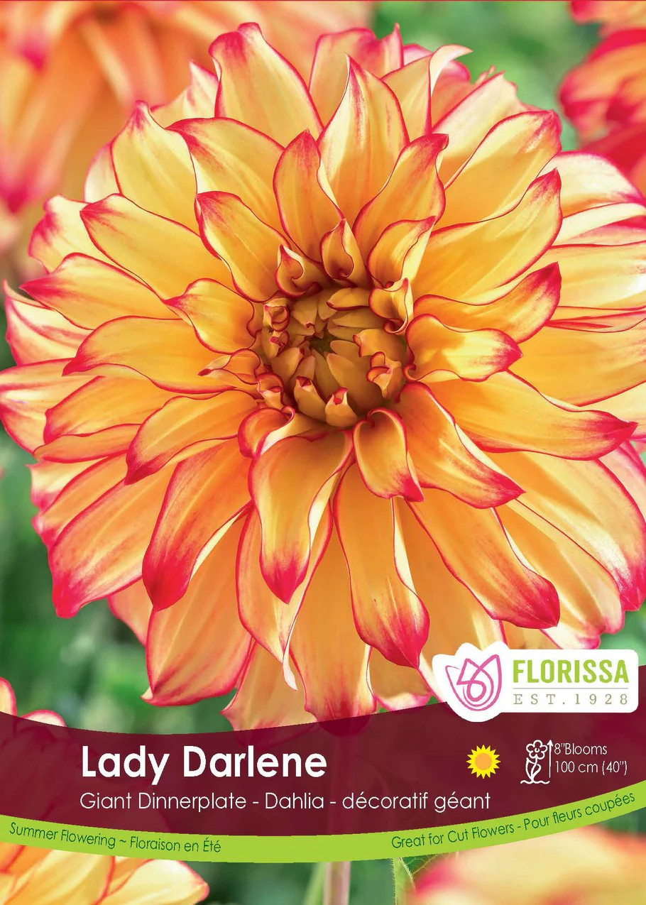 Dahlia Dinnerplate Lady Darlene