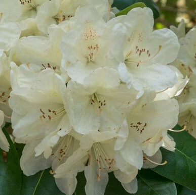 Rhododendron 'Bellini'