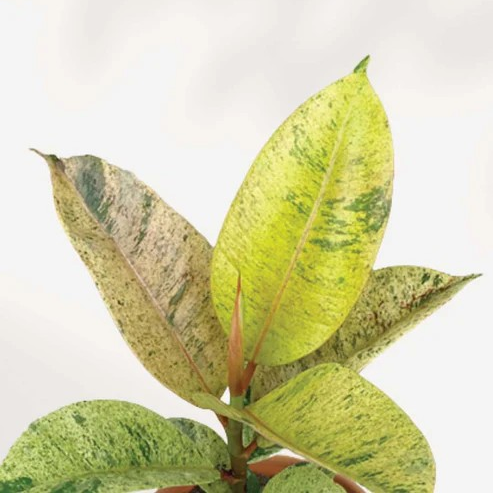 Ficus shivereana 'Moonshine'