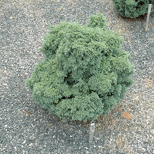 Chamaecyparis pisifera 'Dwarf Blue'
