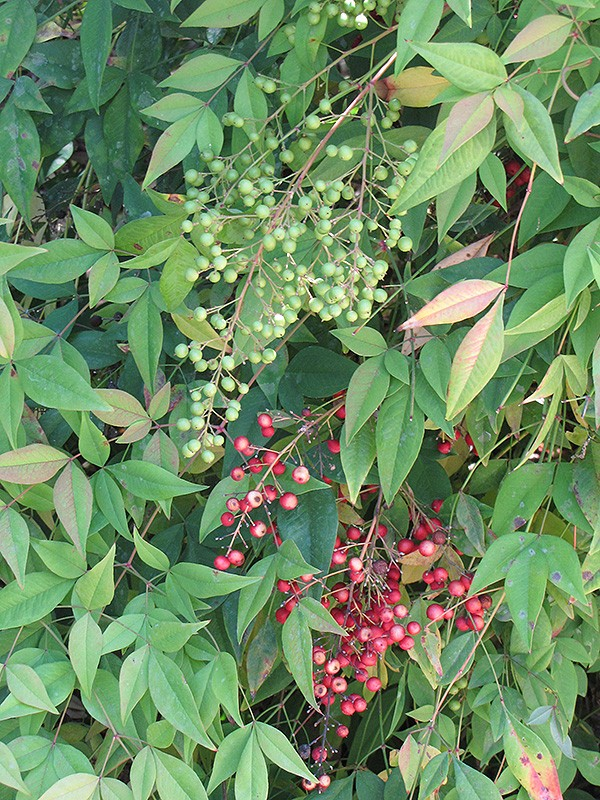 Nandina domestica
