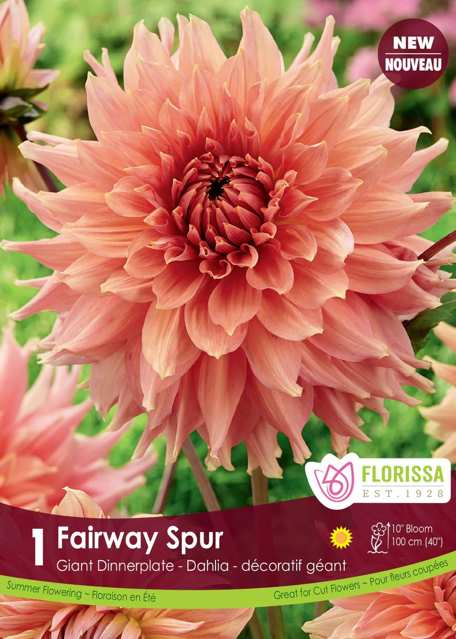 Dahlia Dinnerplate - Fairway Spur