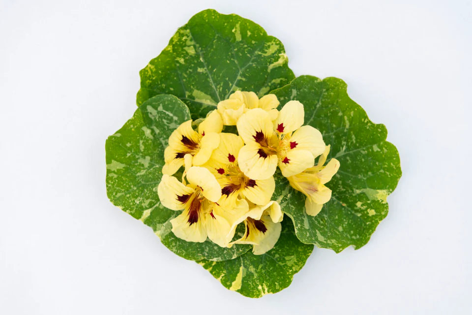 Nasturtium - Troika Cream