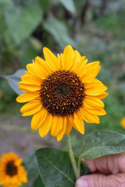 Sunflowers - Sonja