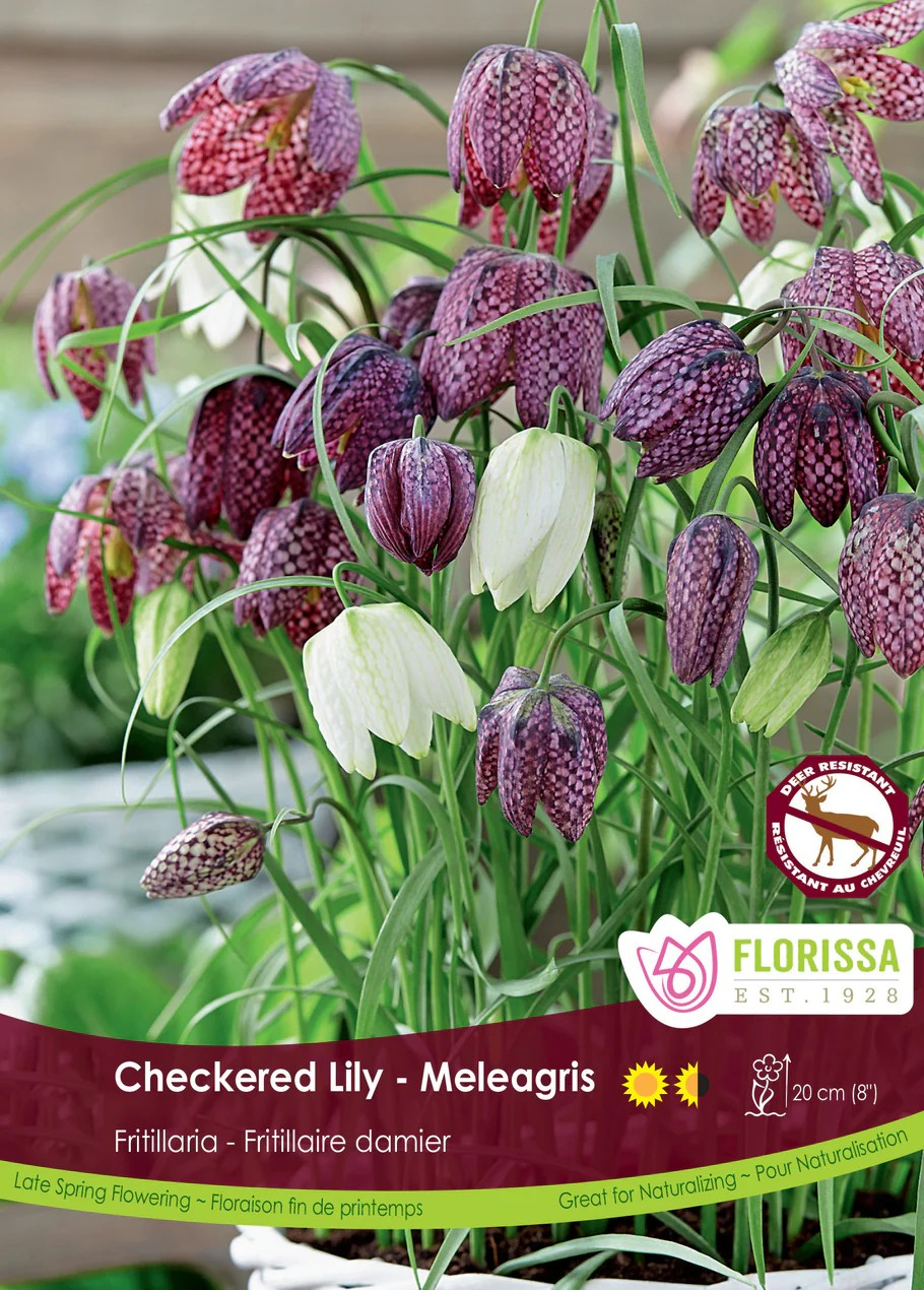 Fritillaria Meleagris