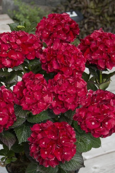 Hydrangea macrophylla 'Cherry Go-Round'