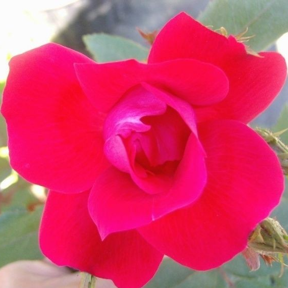 Rosa 'Blaze Improved'