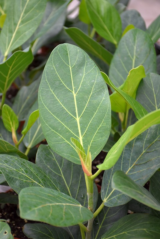 Ficus benghalensis 'Audrey'