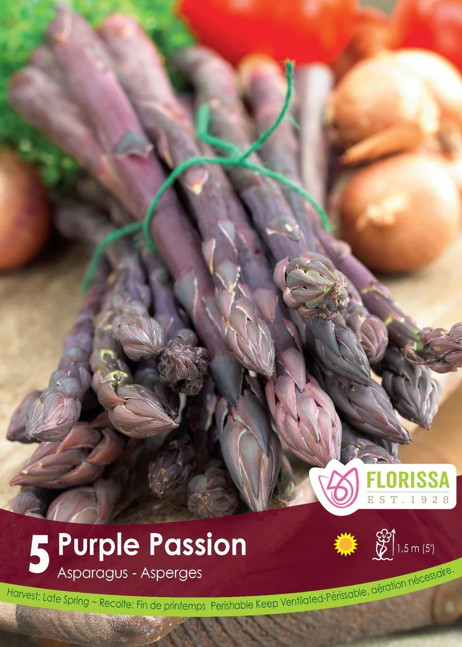 ASPARAGUS Purple Passion