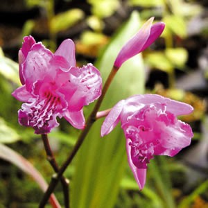 Bletilla striata 'Tri-Lips'