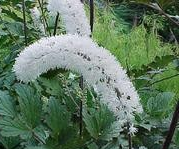 Actaea matsumurae 'White Pearl'