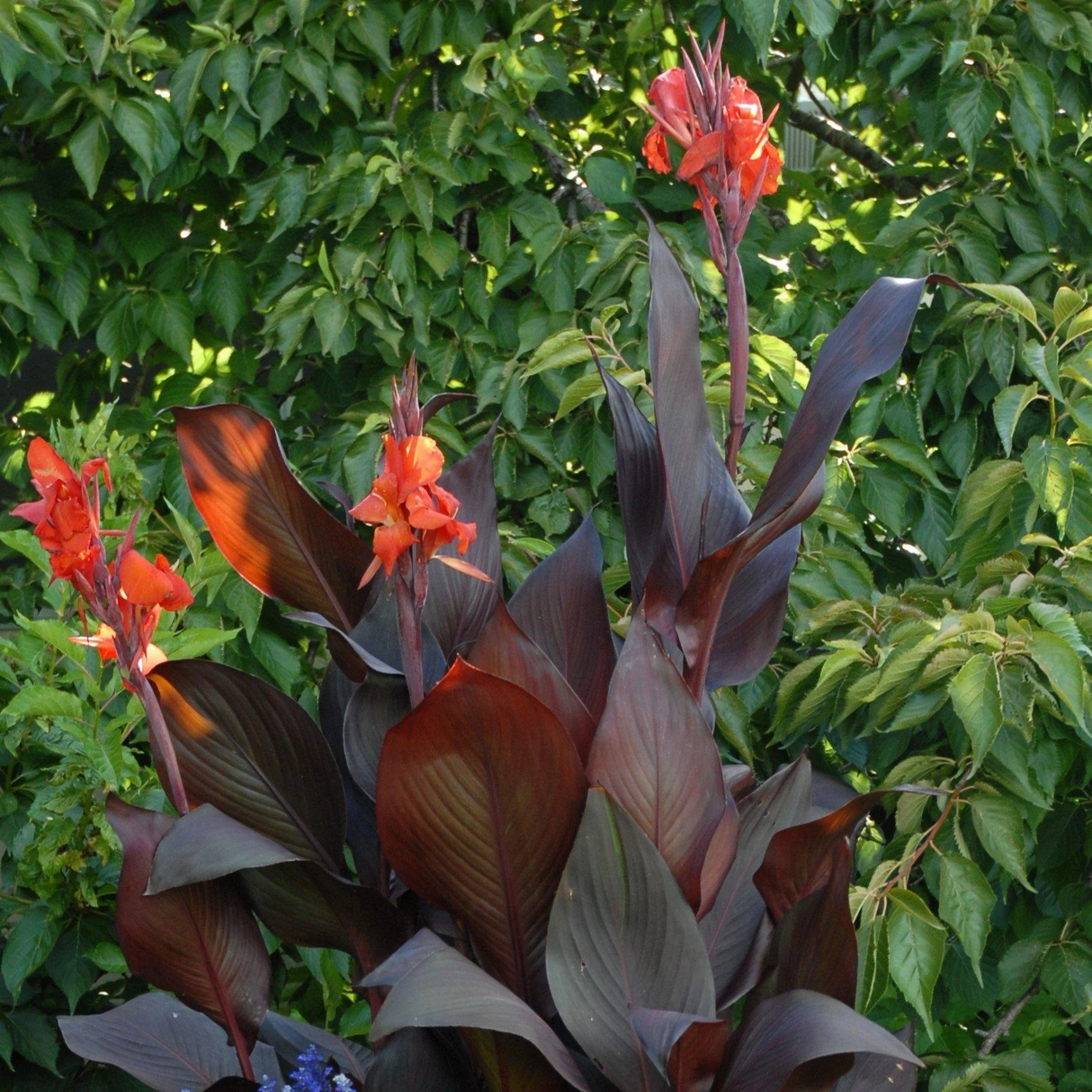Canna 'Tropicana Black'