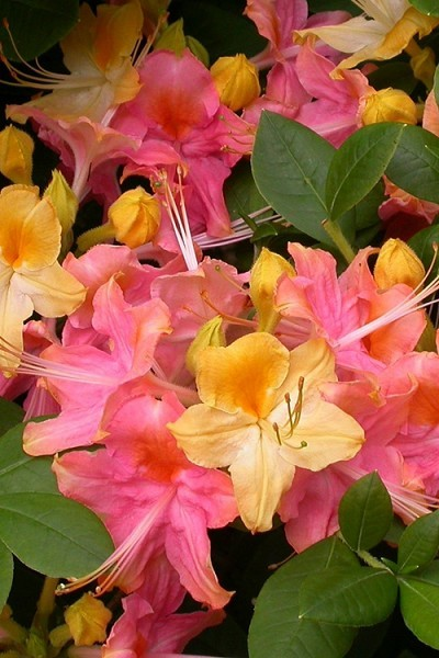Azalea 'Garden Rainbow'