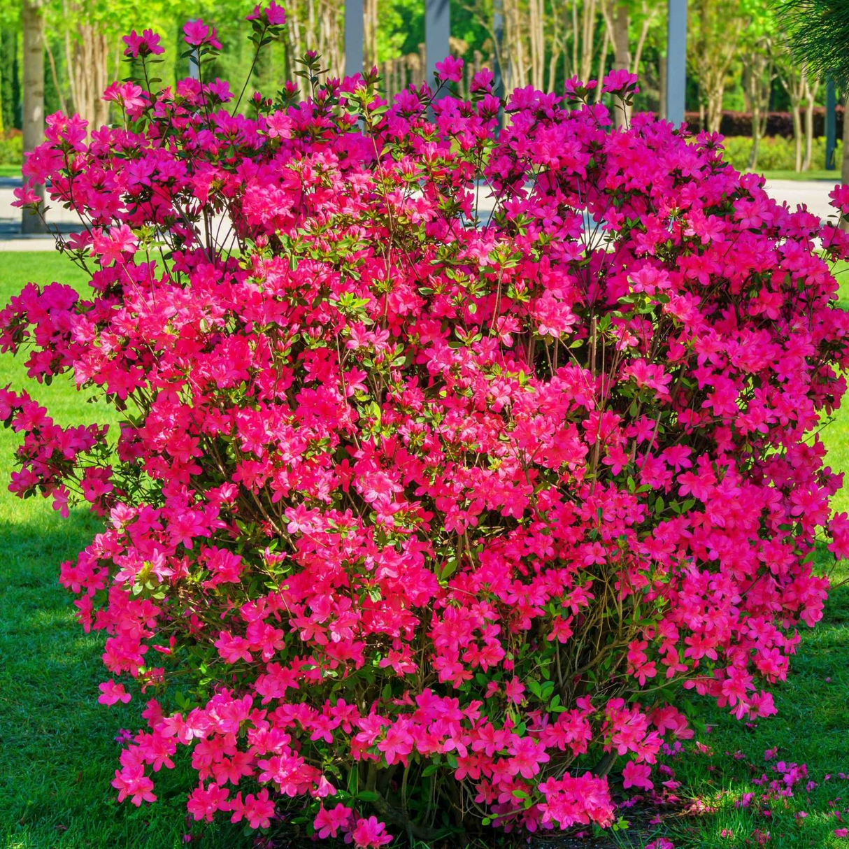 Azalea japonica 'Rubinetta'