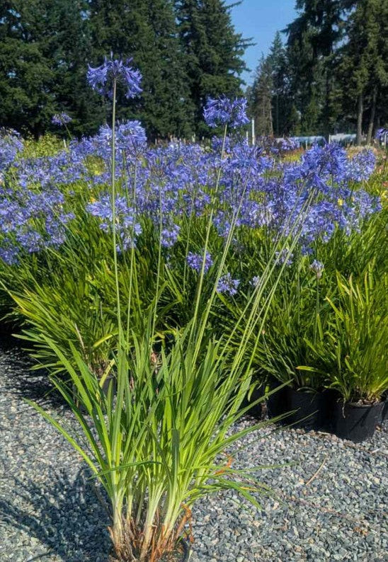 Agapanthus Seedlings