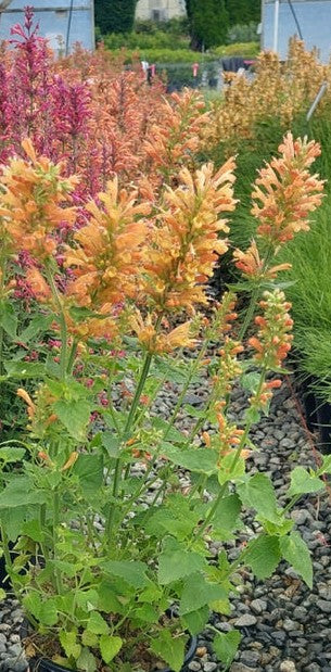 Agastache 'Peach Pearl'