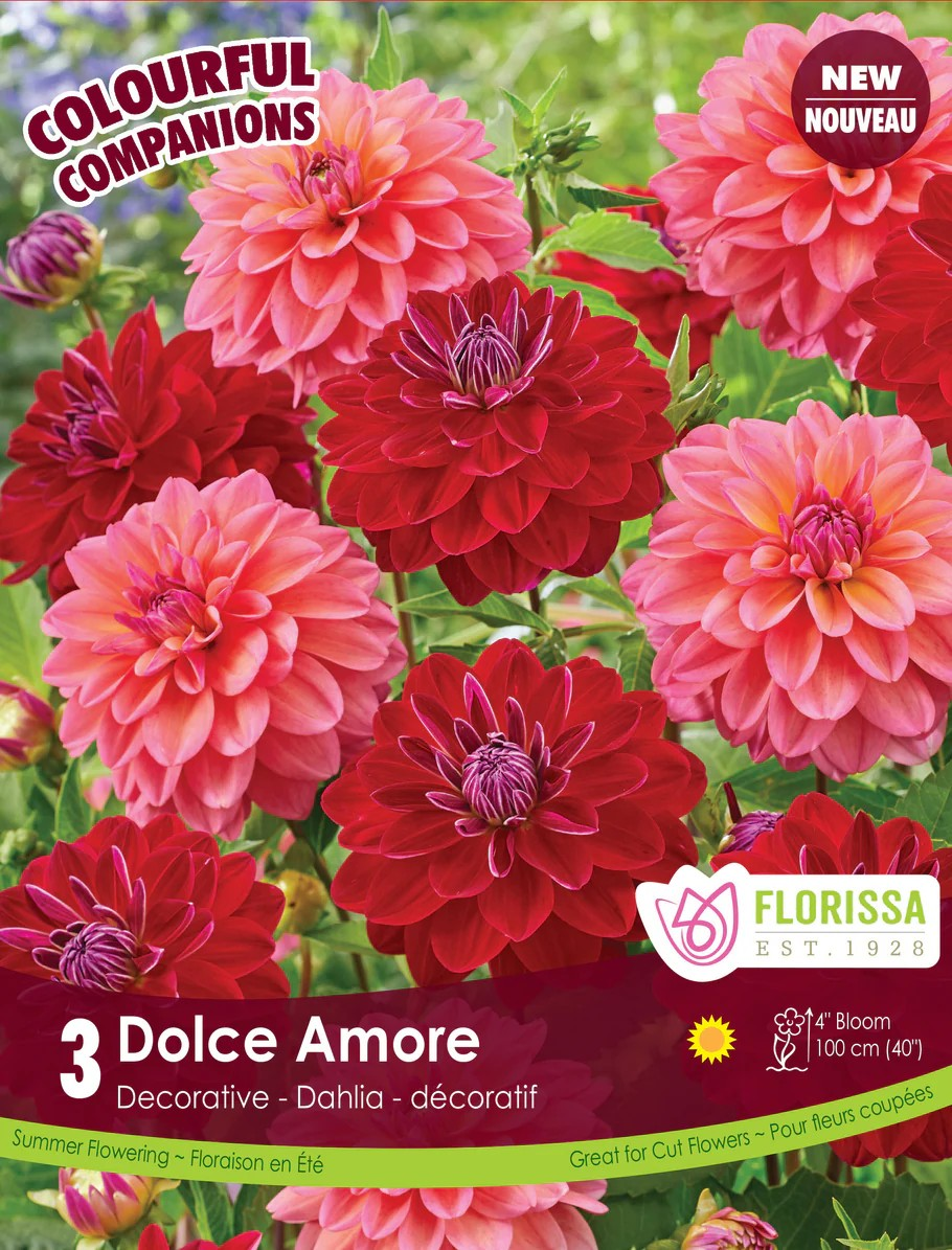 Dahlia Dolce Amore (Colourful Companion)