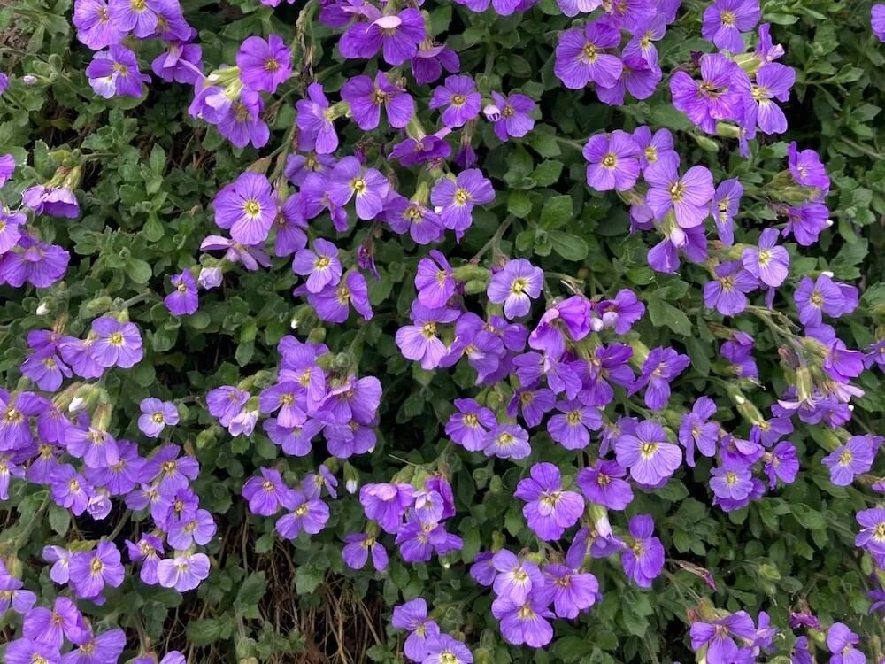Aubrieta 'Axcent Light Blue'