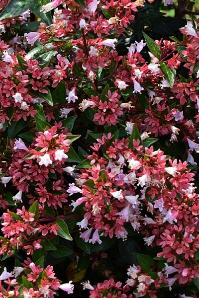 Abelia 'Raspberry Perfection'