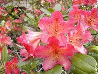 Rhododendron 'Golden Gate'
