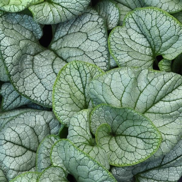 Brunnera 'Looking Glass'