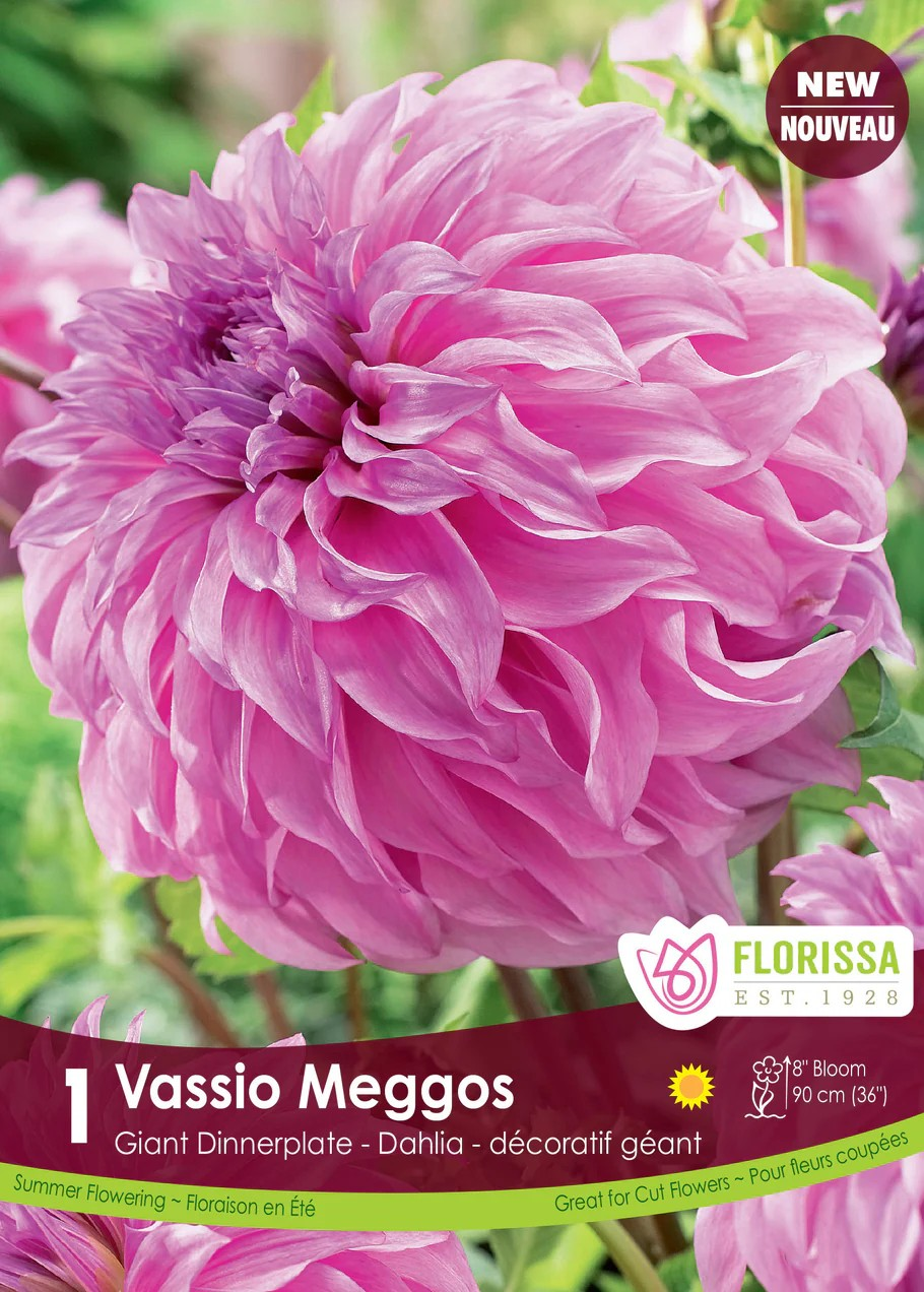 Dahlia Dinnperlate - Vassio Meggos