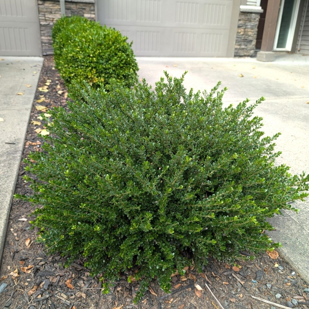Ilex crenata 'Lucky Marble'