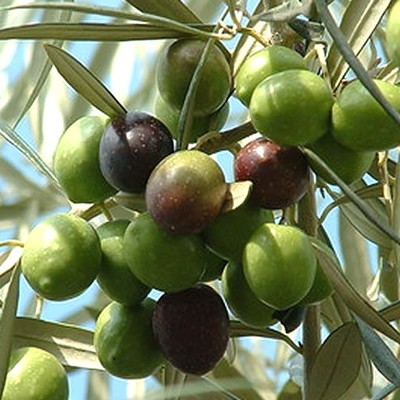Olea europaea 'Chemlali'