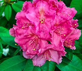 Rhododendron 'Antoon Van Welie'