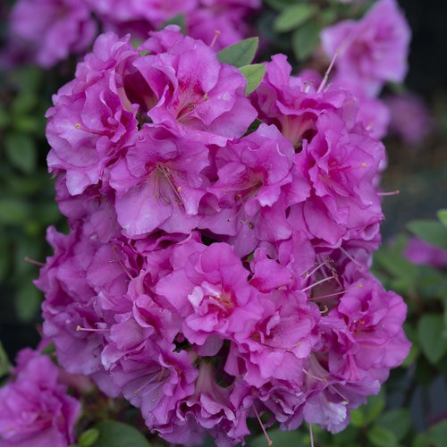 Azalea 'Double Purple'