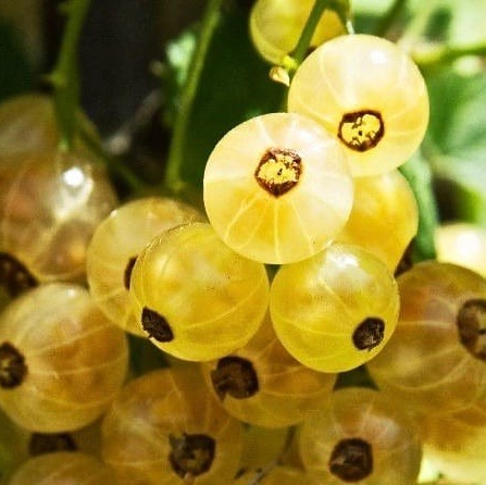 Ribes White