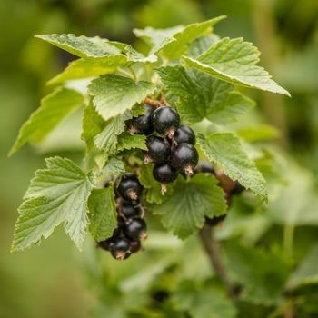 Ribes nigrum 'Lentaj' - Black