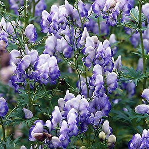 Aconitum carmichaeli 'Cloudy'