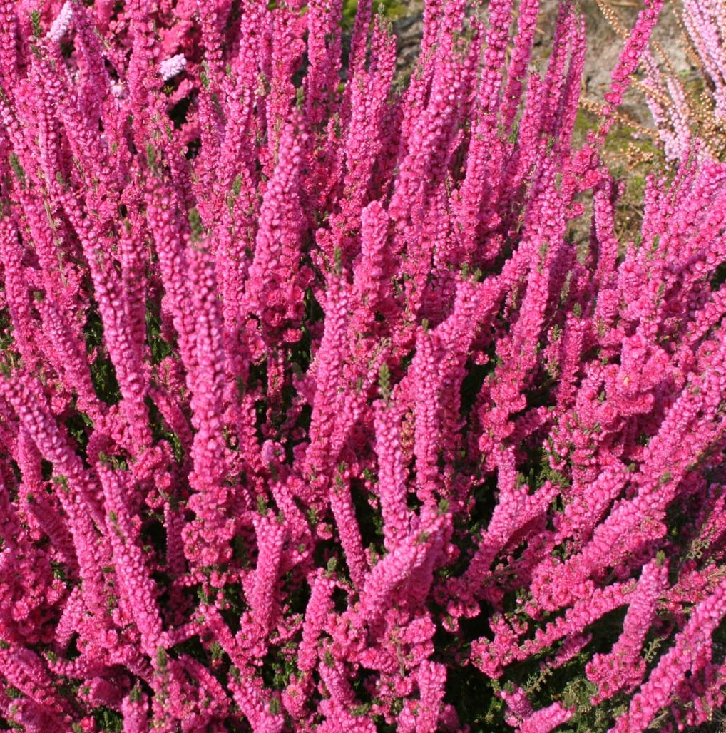 Calluna vulgaris 'Jana'
