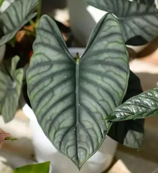 Alocasia imperialis
