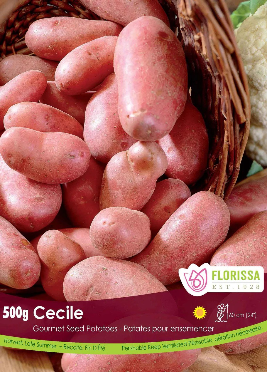 POTATOES - Gourmet Cecile Fingerling