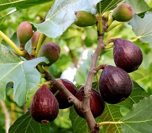 Ficus 'Violette de Bordeaux'