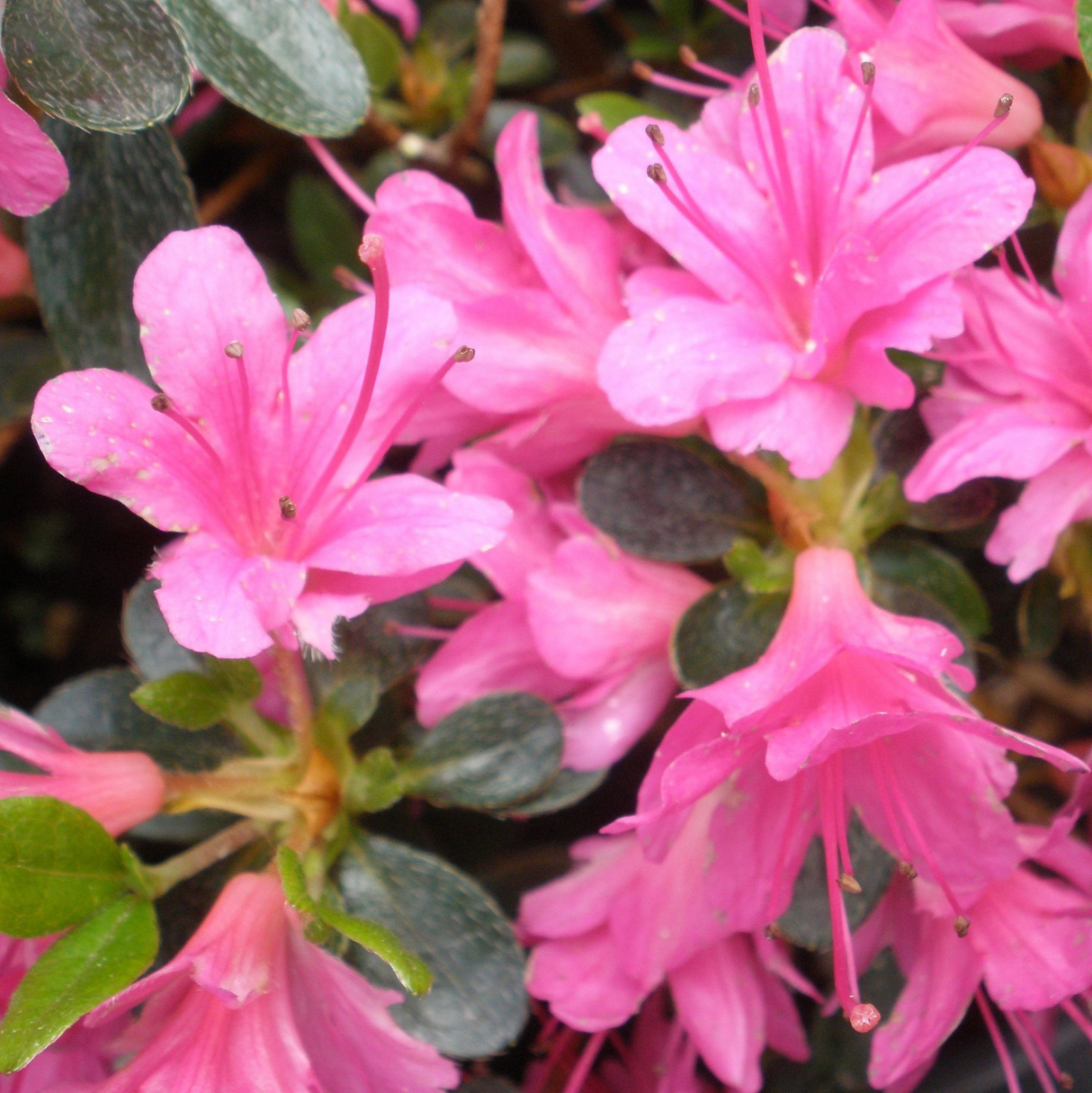 Azalea japonica 'Amoena'