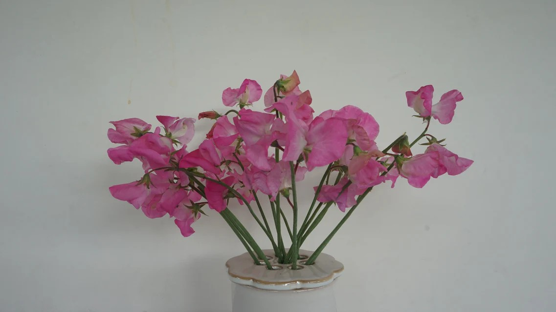 Sweet Peas - Royal Family Rose-Pink