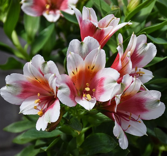Alstroemeria inca 'Lucky'